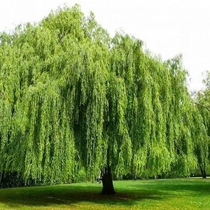 بید مجنون سبز پیوندی2الی3متری