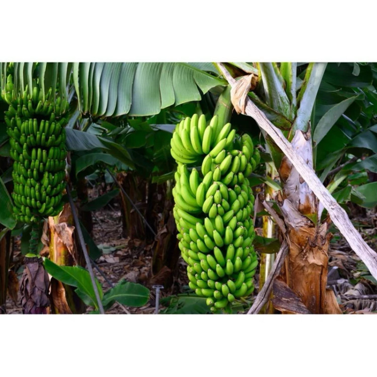 نهال موز گرندناین یا چیکیتا