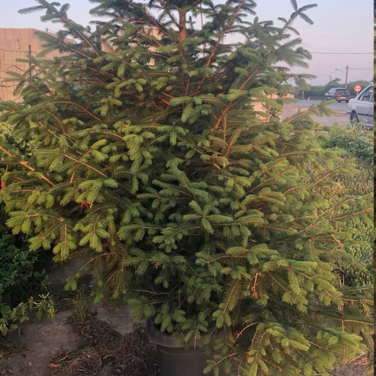 نهال کاج نوئل سبز