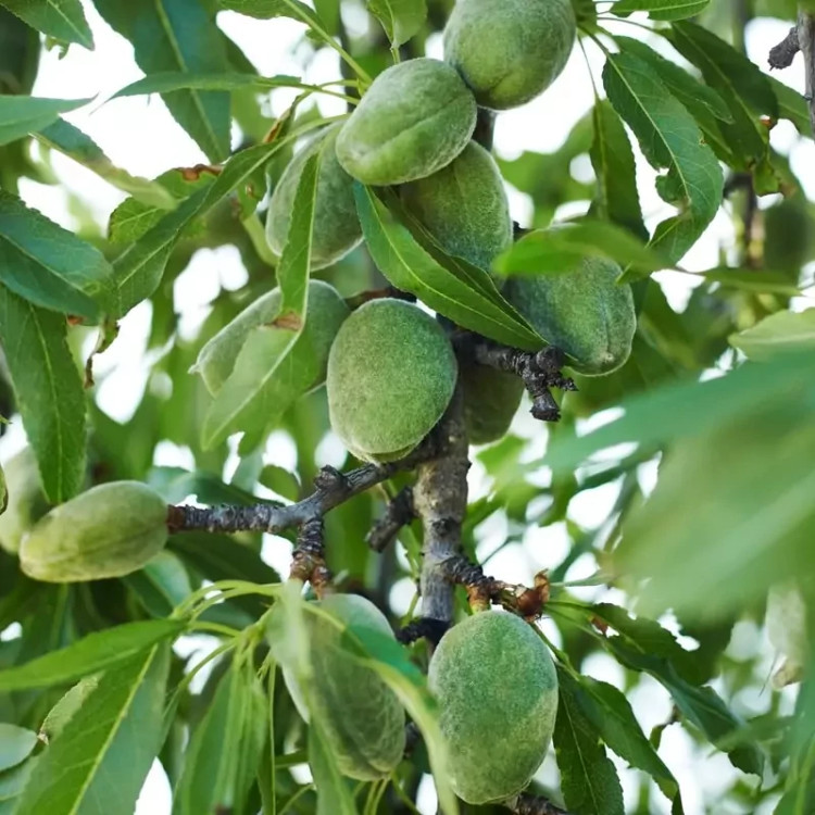 نهال بادام تونو سنگی پربار