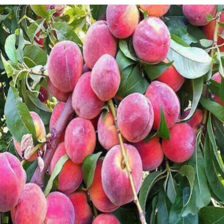 نهال هلو آلبرتا دوبار