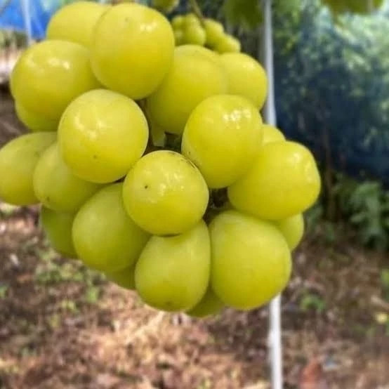 نهال انگور موسکات سبز
