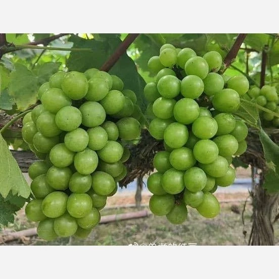 نهال انگور موسکات سبز