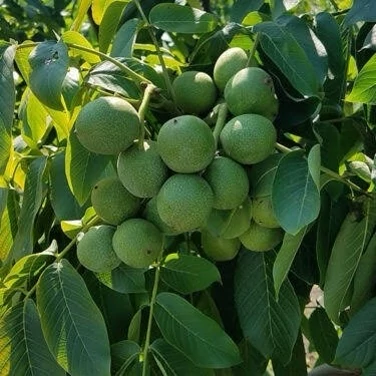 نهال گردو ژنوتیپ