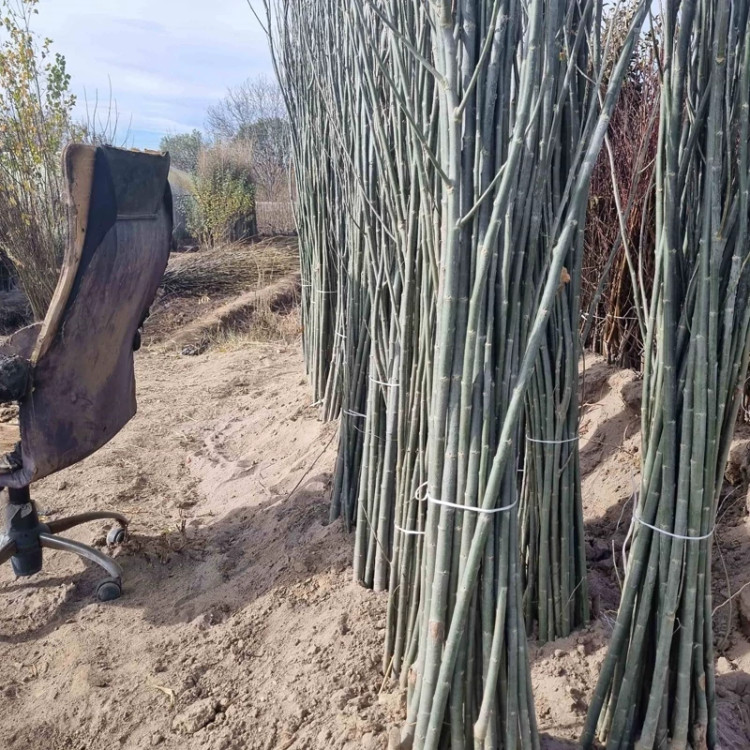 نهال کبوده 1 تا 2 متری مناسب برای مناطق نیمه گرمسیری