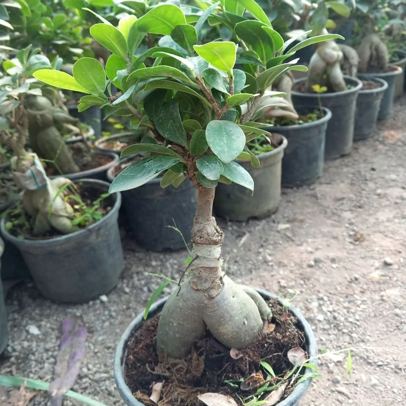 بونسای جنسینگ