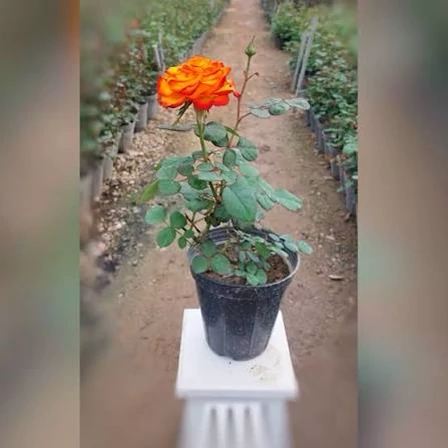 نهال رز نارنجی  هلندی