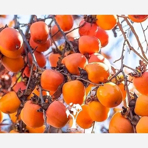 نهال خرمالو سیبی
