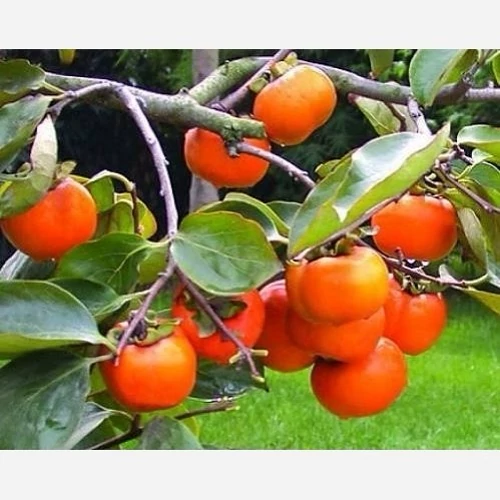 نهال خرمالو سیبی