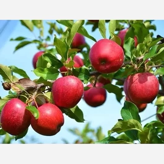 نهال سیب شفیع ابادی