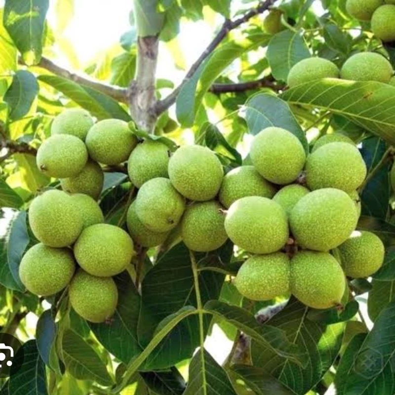 نهال گردو چندلر کالیفرنیا