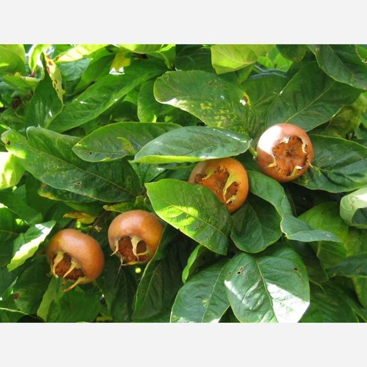 نهال ازگیل پیوندی (کندوس)ازگیل محلی