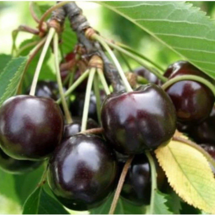 نهال گیلاس تکدانه