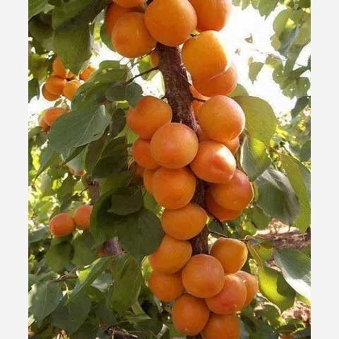 نهال زردآلو شکر پاره