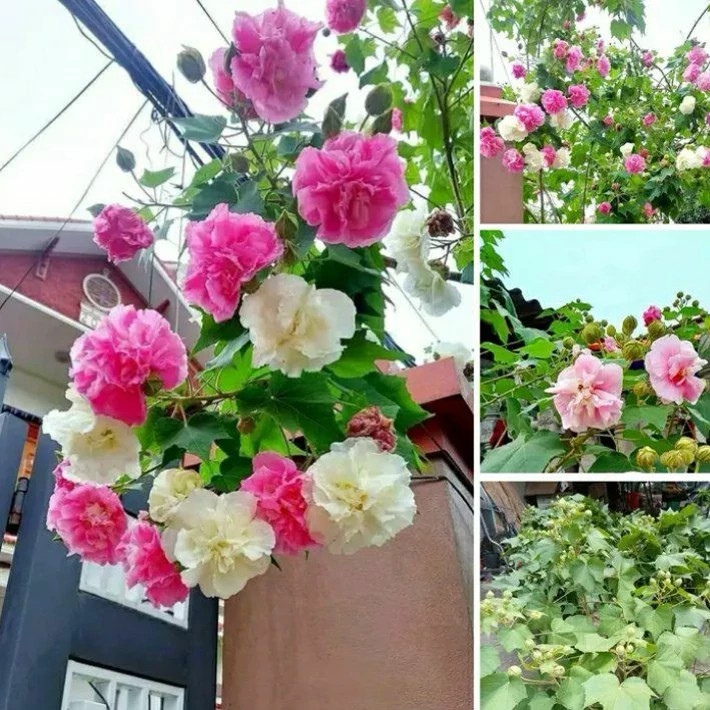 نهال ختمی سه رنگ کانادایی