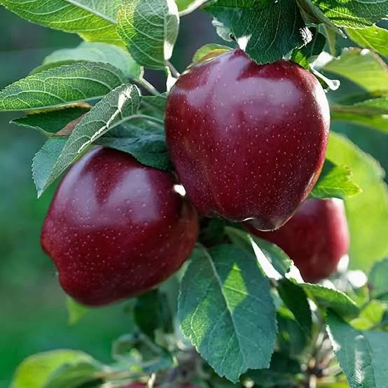 نهال سیب چهار ساله بن دار