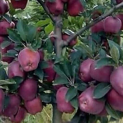 نهال سیب چهار ساله بن دار