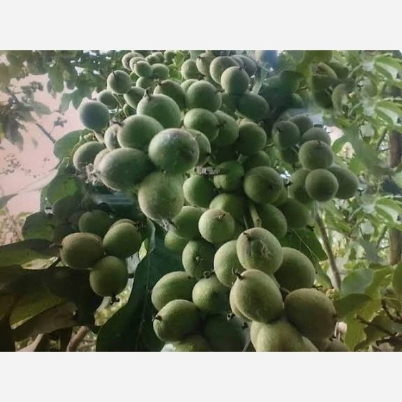 نهال گردو اسرائیلی