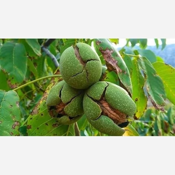 نهال گردو اسرائیلی