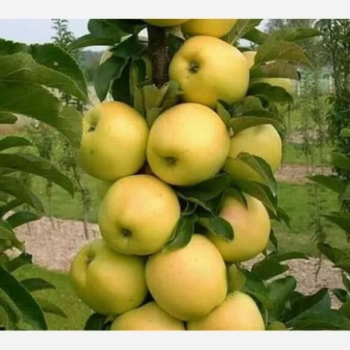 نهال سیب گلدن دلیشز