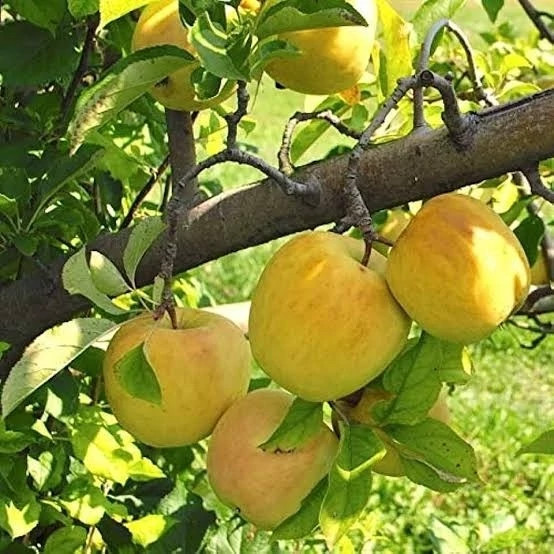 نهال سیب گلدن دلیشز