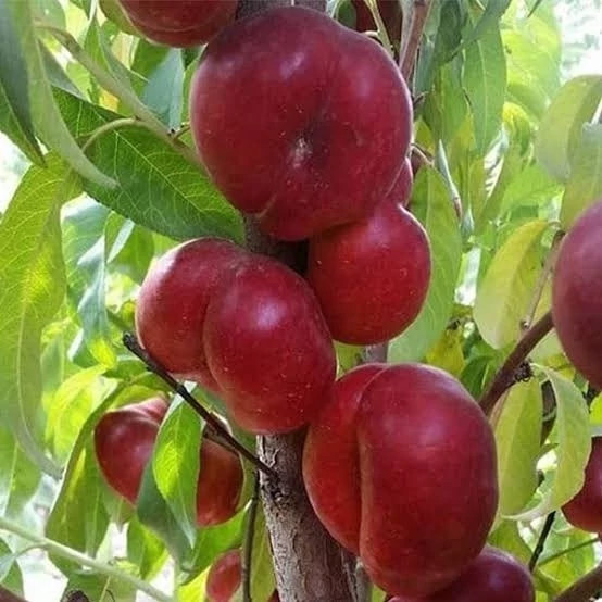 نهال شلیل انجیری