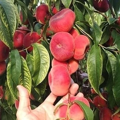 نهال شلیل انجیری