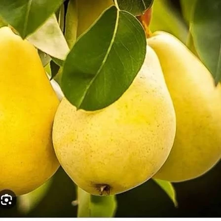 نهال گلابی بیروتی