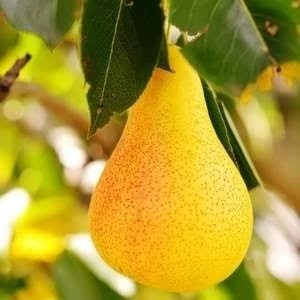 نهال گلابی بیروتی