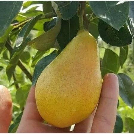 نهال گلابی بیروتی
