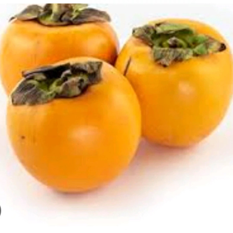 نهال خرمالو چینی سفت