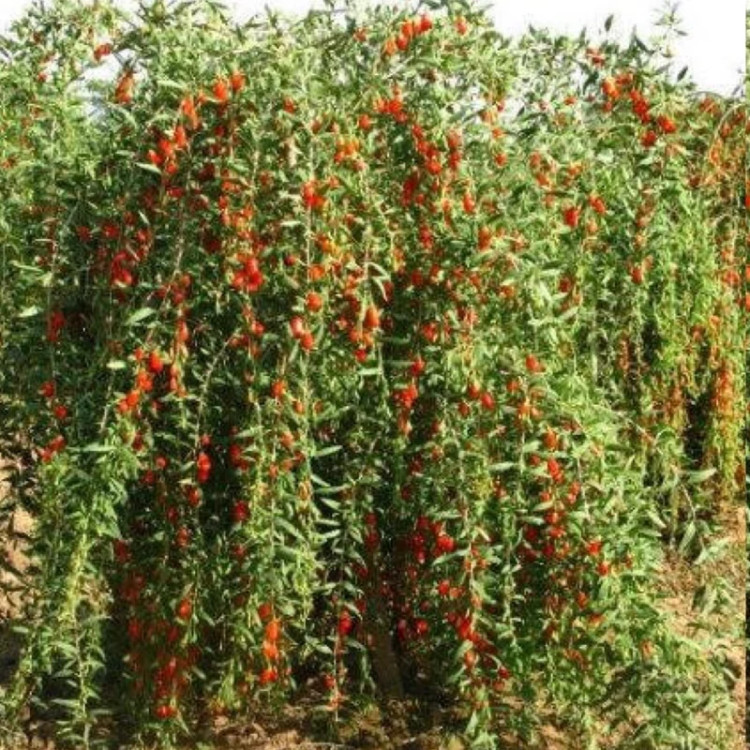 نهال گوجی بری چینی