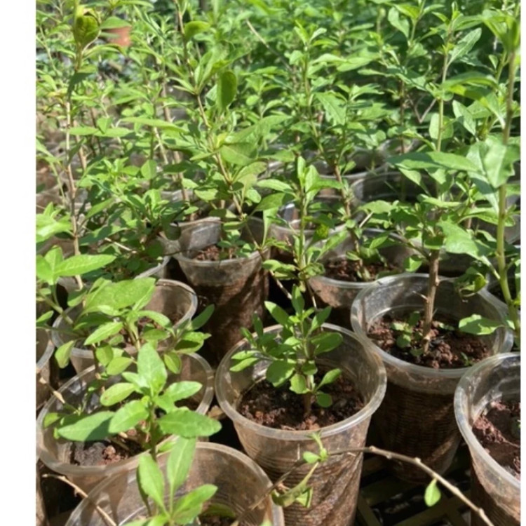 نهال گوجی بری چینی