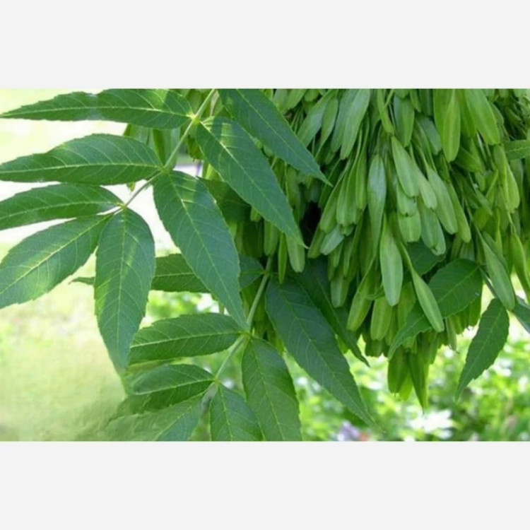 نهال زبان گنجشک
