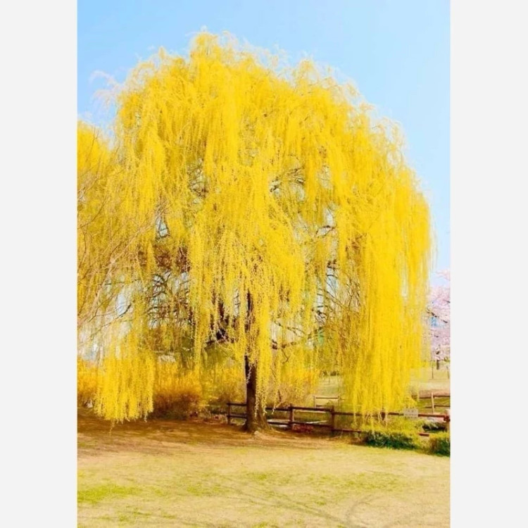 نهال بید مجنون زرد