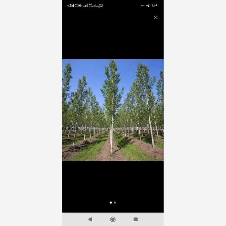 نهال صنوبر
