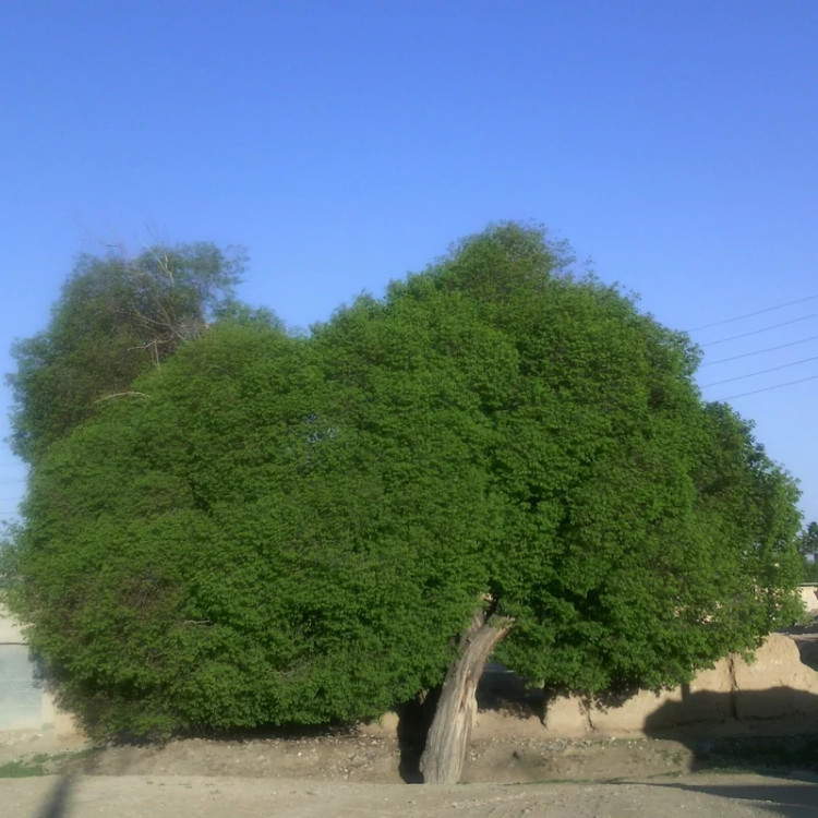 نهال نارون از درختان تزیینی