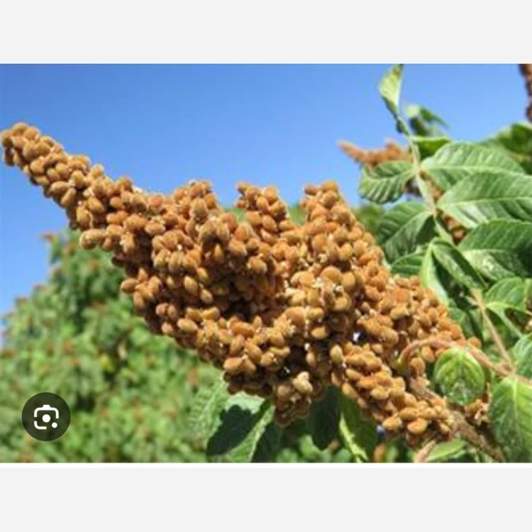 نهال سماق قهوه ای(بهترین نوع سماق)