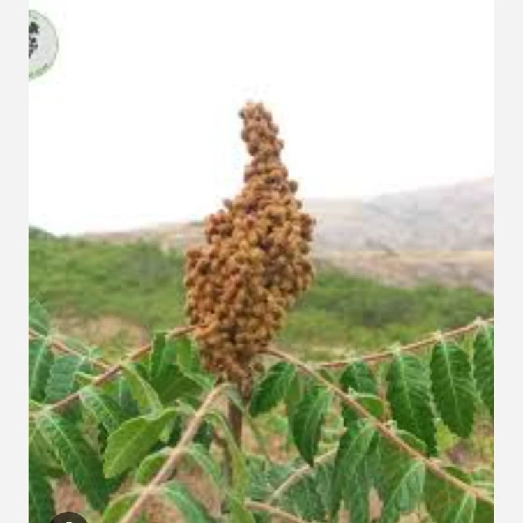 نهال سماق قهوه ای(بهترین نوع سماق)