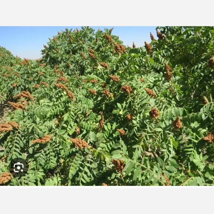 نهال سماق قهوه ای(بهترین نوع سماق)