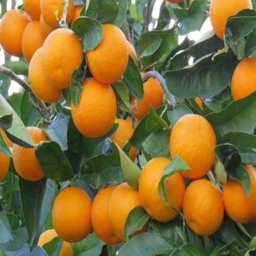 نهال پرتقال
