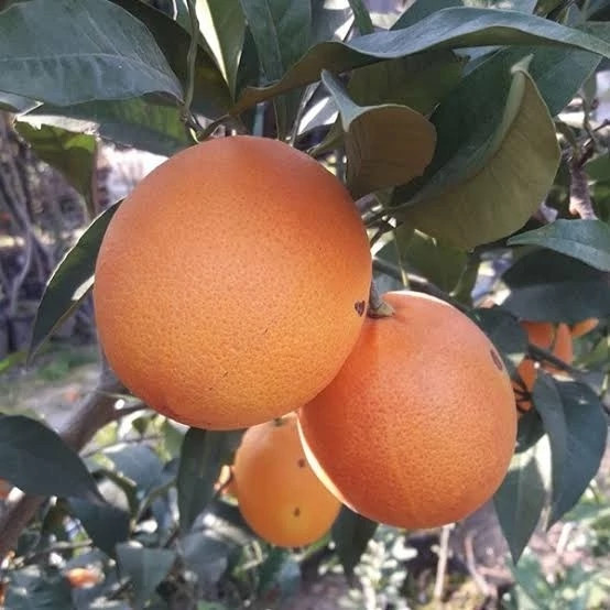 نهال پرتقال