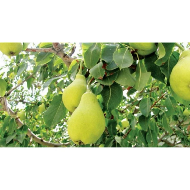 نهال گلابی پاکوتاه درگزی