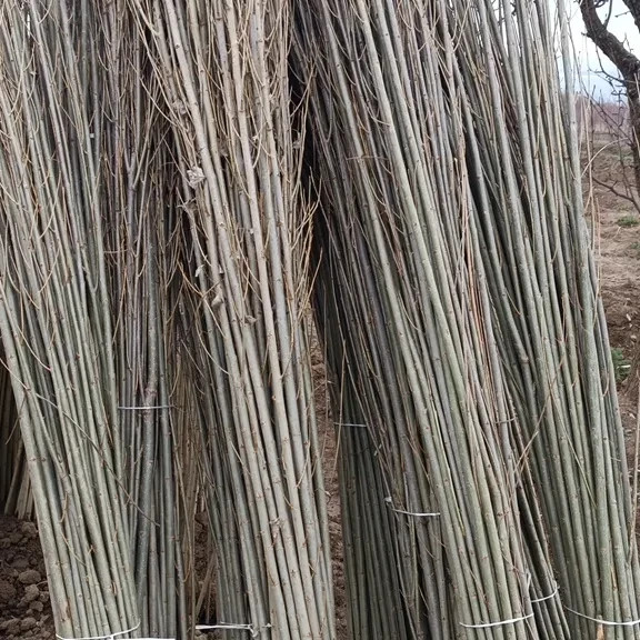 نهال صنوبر نیگرای ترکیه دو الی سه متری 1000عددی