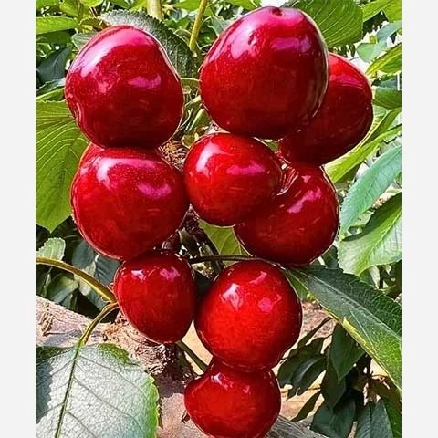 نهال گیلاس شاه دانه