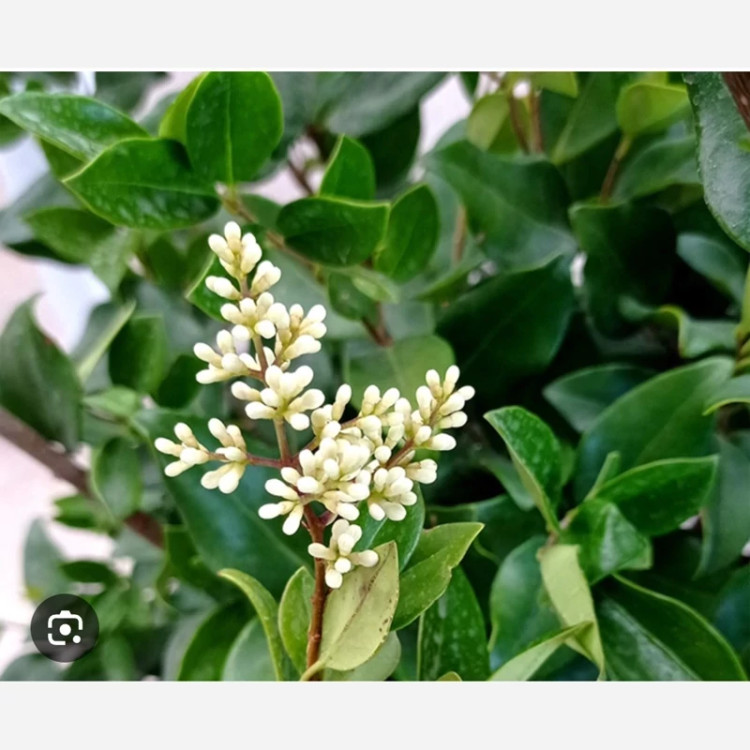 نهال یاس هلندی(یکساله کوچک)