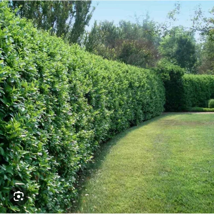 نهال یاس هلندی(یکساله کوچک)