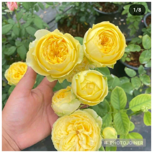نهال رز زرد هلندی درشت