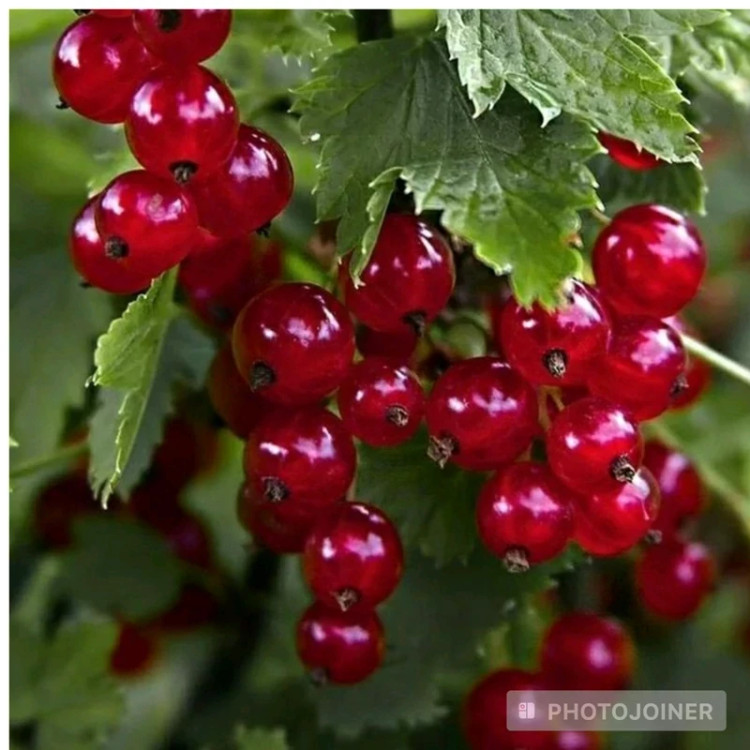 نهال کارنت درشت هلندی