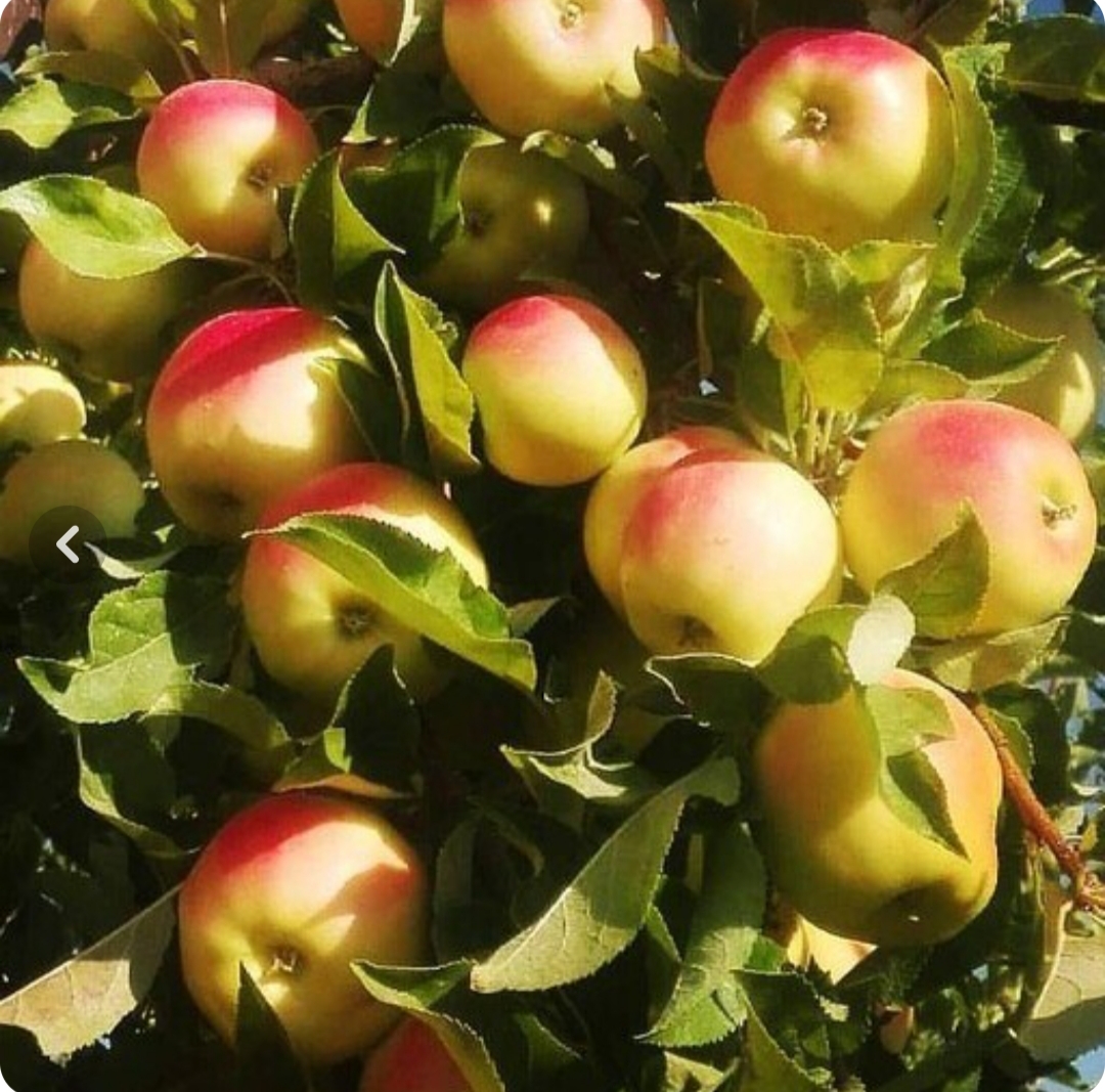 نهال سیب ماتیکی